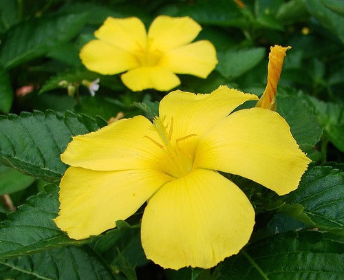 Damiana: planta afrodisíaca