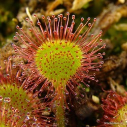Drosera, eficaz depurador pulmonar