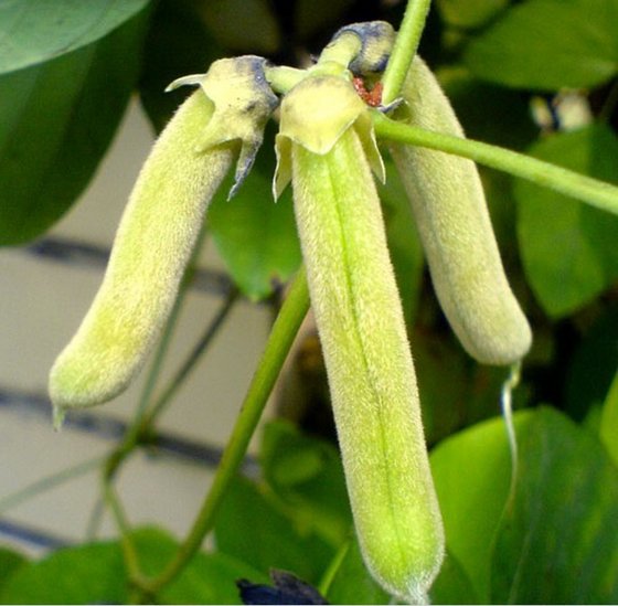 Las principales propiedades del Mucuna pruriens
