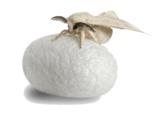 Los importantes beneficios de la Serrapeptasa