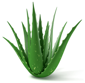Aloe Vera, beneficios para tu interior