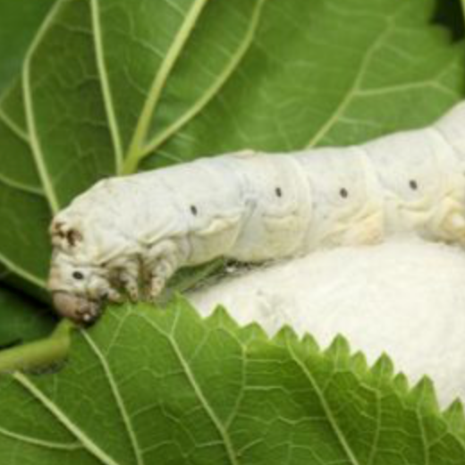 La serrapeptasa en el tratamiento de las enfermedades respiratorias