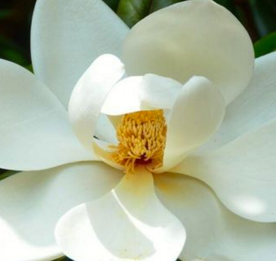 Magnolia, para el estrés y la depresión