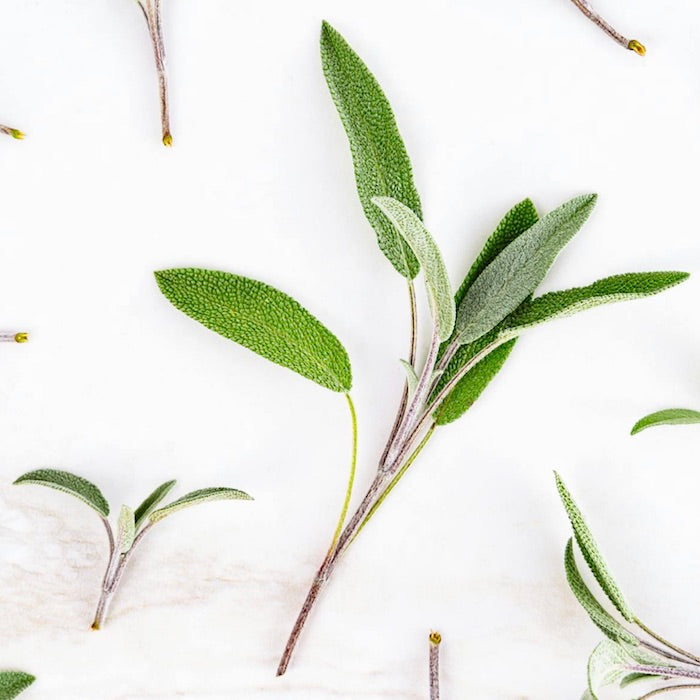 ¿Qué es y para qué sirve la salvia?