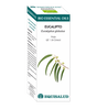Bio Essential Oil Eucalipto · Equisalud · 10 ml